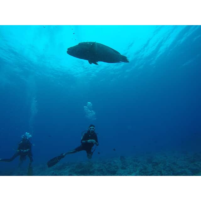 鈴木ちなみさんのインスタグラム写真 - (鈴木ちなみInstagram)「Diving in Palau🇵🇼 🐢🐠💕 The beautiful sea&sun🇵🇼 #palau#diving#holiday  #ちなみたび」1月4日 16時04分 - chinami_suzuki0926