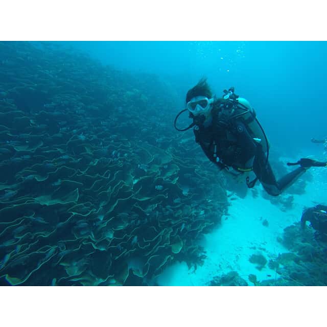 鈴木ちなみさんのインスタグラム写真 - (鈴木ちなみInstagram)「Diving in Palau🇵🇼 🐢🐠💕 The beautiful sea&sun🇵🇼 #palau#diving#holiday  #ちなみたび」1月4日 16時04分 - chinami_suzuki0926