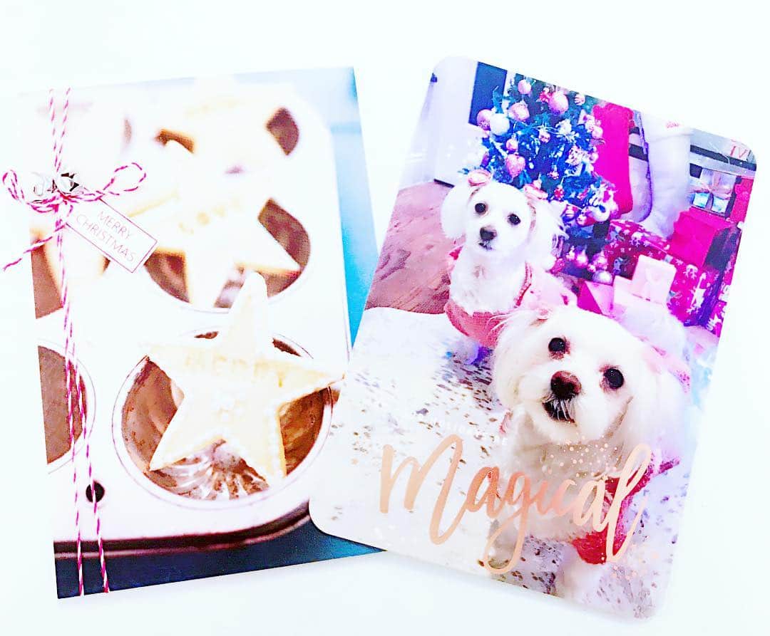 Buttersのインスタグラム：「Thank you @maltesesistersfromothermister  for the beautiful beautiful holiday cards. Thank you guys so much for including butters and I in mind around the holidays. Maybe next year I’ll make some holiday cards too. They are just so cute. Im going to frame them up for memories. Thank you guys so much!」