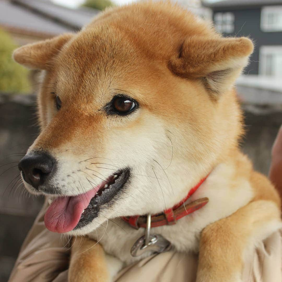 柴犬たま Shibainu Tamaのインスタグラム