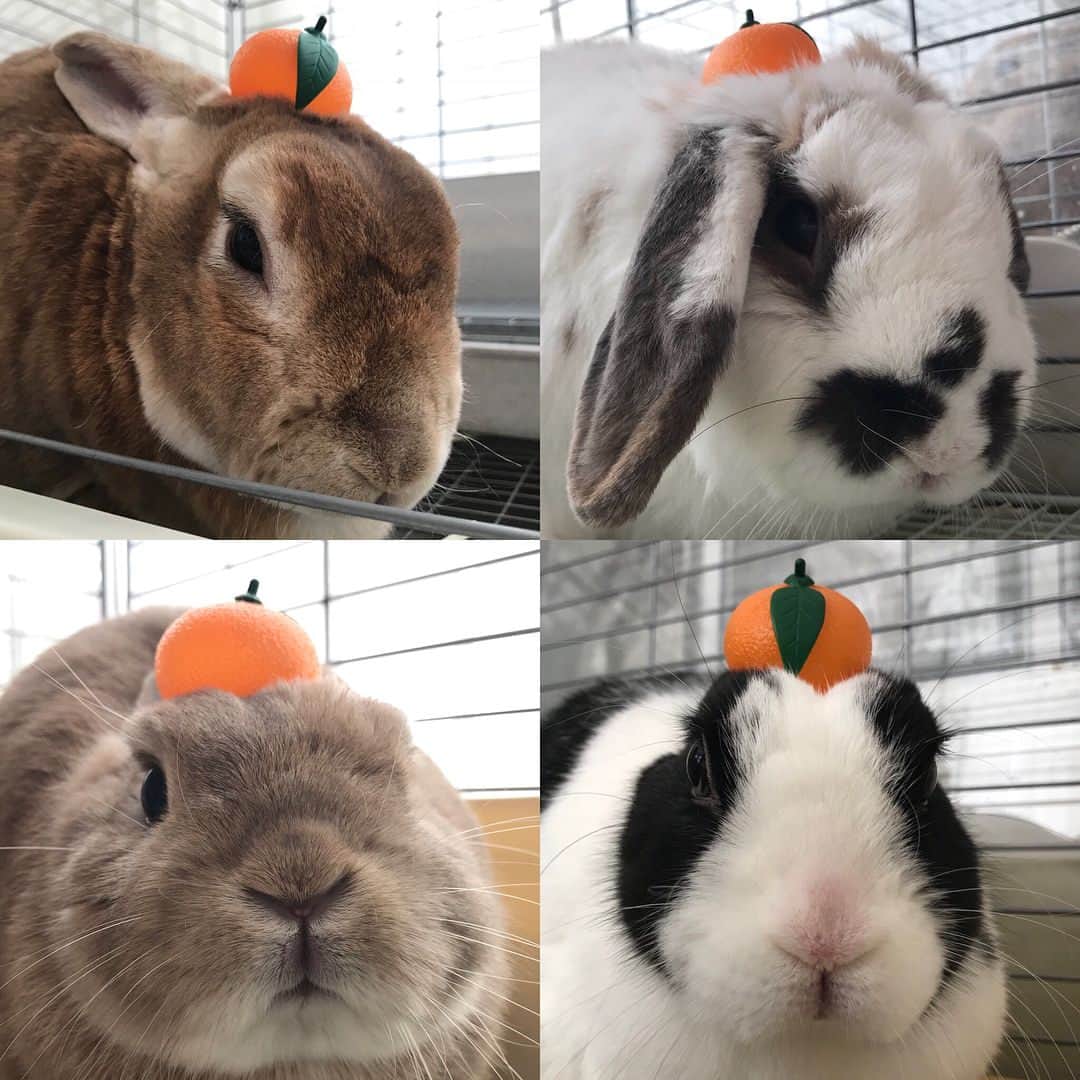 セロリさんのインスタグラム写真 - (セロリInstagram)「【うさぎ達のお正月】 我が家のうさぎ餅達。 今年も元気で過ごそうね。 いくらはガムと格闘中。 #うさぎ #rabbit #マルチーズ #maltese #maltese101 #malteser #犬 #dog #愛犬 #instadog #dogsofinstagram #maltesedog #malteseofficial #malteseofinstagram #書き初めメーカー #僕に注目 #熟女ってナニ」1月5日 18時52分 - celeryrabbit