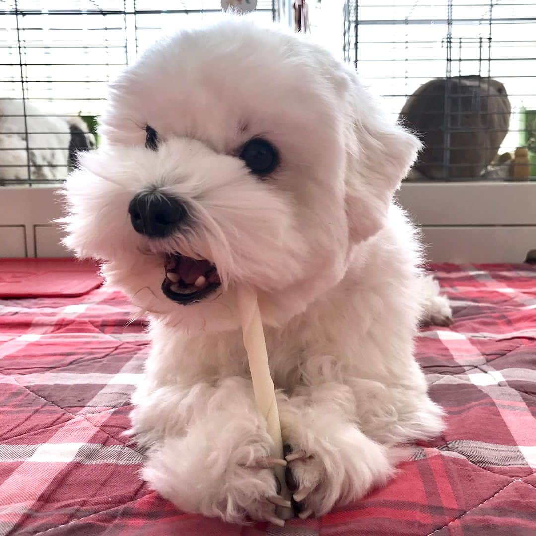 セロリさんのインスタグラム写真 - (セロリInstagram)「【うさぎ達のお正月】 我が家のうさぎ餅達。 今年も元気で過ごそうね。 いくらはガムと格闘中。 #うさぎ #rabbit #マルチーズ #maltese #maltese101 #malteser #犬 #dog #愛犬 #instadog #dogsofinstagram #maltesedog #malteseofficial #malteseofinstagram #書き初めメーカー #僕に注目 #熟女ってナニ」1月5日 18時52分 - celeryrabbit