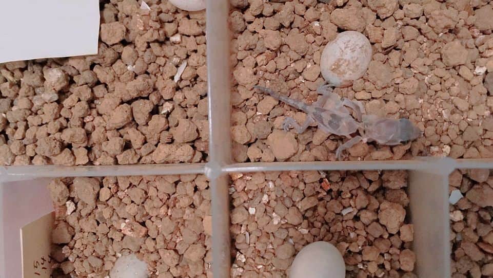 高松雪乃さんのインスタグラム写真 - (高松雪乃Instagram)「フトアゴヒゲトカゲが産卵しました！無精卵っぽいですが一応孵卵器で保管します🦎 ソメワケササクレヤモリのベビーも2018年に入って3匹が無事孵化しました‼︎ #フトアゴヒゲトカゲ #ソメワケササクレヤモリ #爬虫類 #はちゅドル」1月5日 22時33分 - yukinotakamatsu