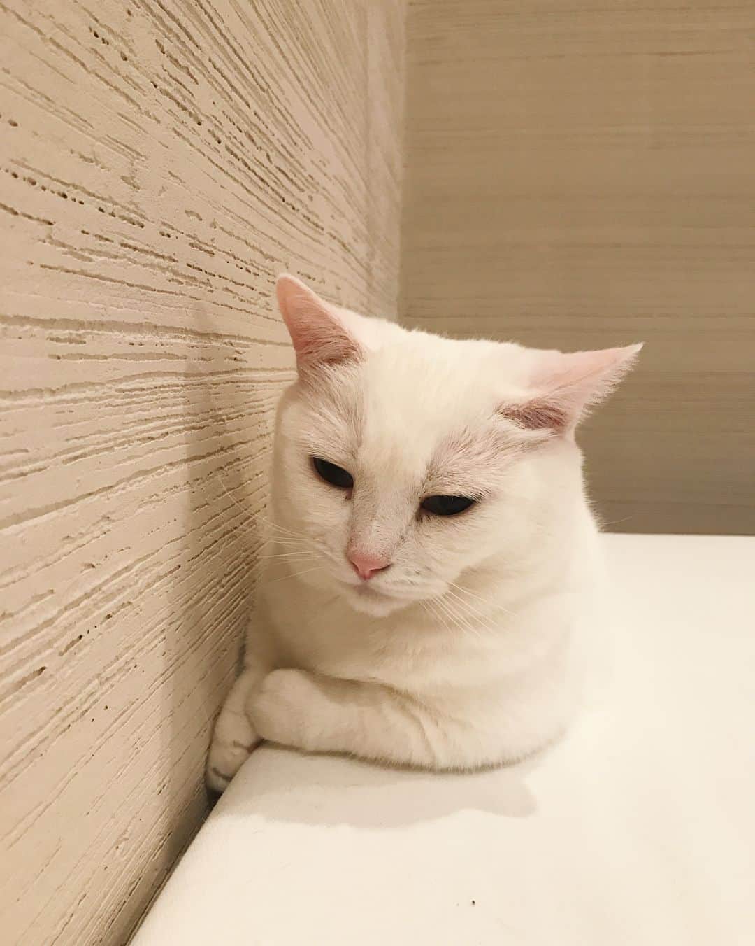 ダニョ（鈴木えみ）さんのインスタグラム写真 - (ダニョ（鈴木えみ）Instagram)「なんで猫年がないのかわからないにょ。 #danyo #danyocawaii #munchkin #whitecat #catstagram #catlovers」1月6日 0時50分 - danyostagram