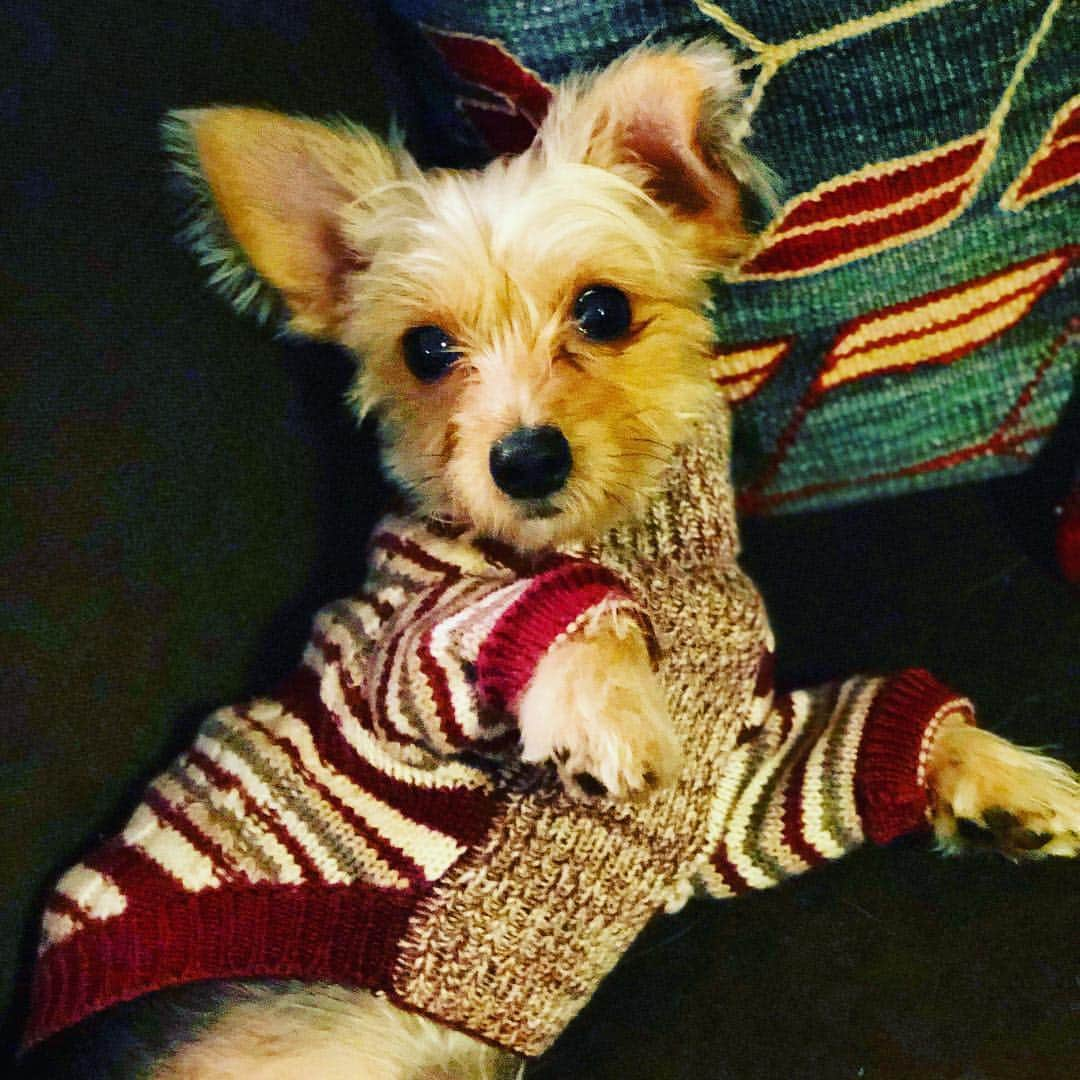 Willy Wonkaのインスタグラム：「寒がりの僕にはニットは必需品。#ニット #knit #メリノウール #dog #dogsofinstagram #furbaby #yorkiesofinstagram #dachshund #doggy #doggie  #insta_dogs #instapups #willywonka #followme #ヨーキー #ダックスフント #ヨークシャテリア #寒がり犬」