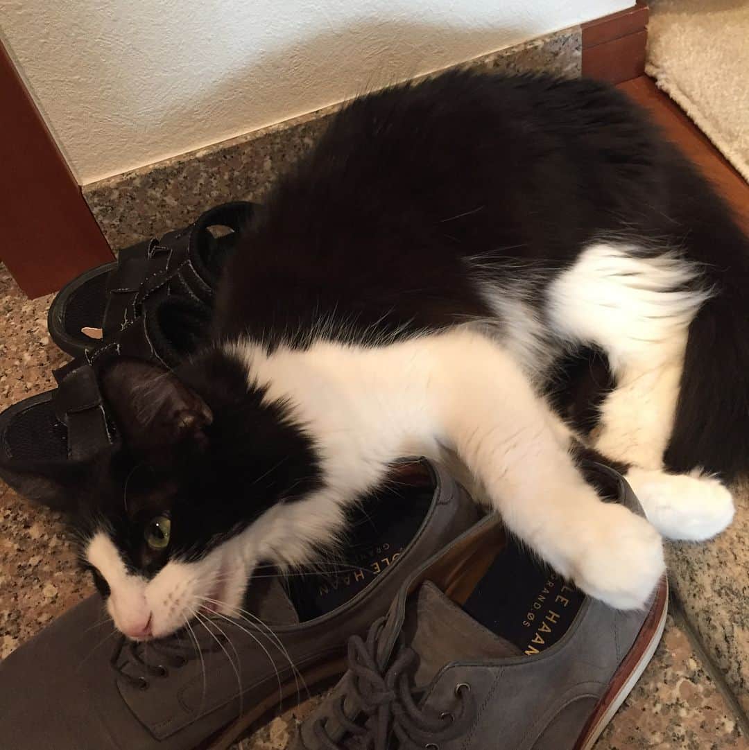 佐伯紅緒さんのインスタグラム写真 - (佐伯紅緒Instagram)「鏑、恒例の外出妨害パフォーマンス。  行かせないよ  行かせないよ。  行かせるワケないでしょう！ （だからその靴じゃないっていうのに😅） 今日も良い日を✨  #cat  #turkishangora #ターキッシュアンゴラ #猫 #ねこ #ネコ #ねこすたぐらむ  #株式会社ファイブキャッツ」1月6日 10時54分 - beniosaeki