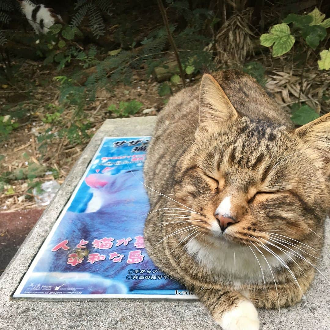 松下祐樹さんのインスタグラム写真 - (松下祐樹Instagram)「20匹くらいの猫に囲まれて癒されました🐱  #石垣島合宿 #猫島 #2日目」1月6日 17時25分 - asapan0909