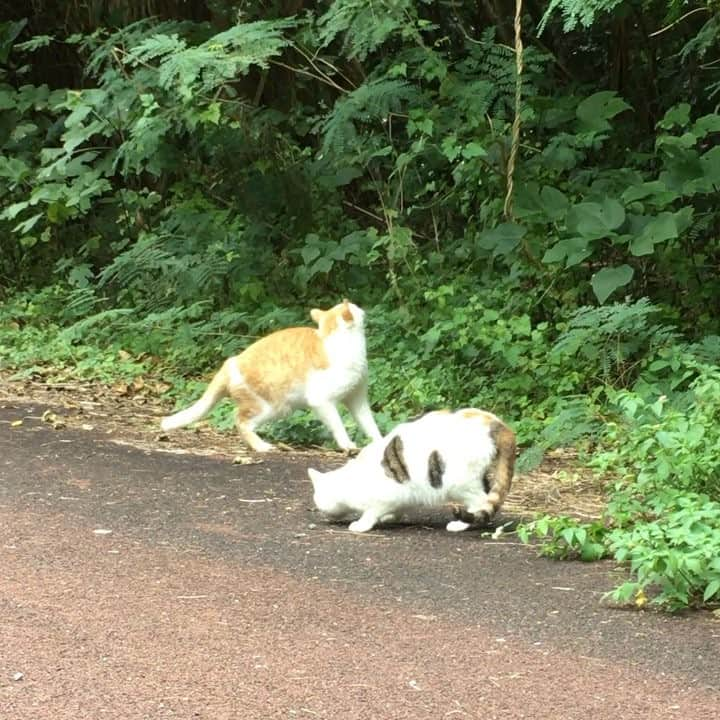 松下祐樹のインスタグラム：「20匹くらいの猫に囲まれて癒されました🐱  #石垣島合宿 #猫島 #2日目」