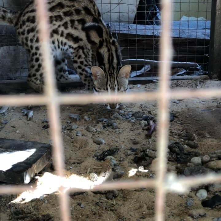 馬場裕之のインスタグラム：「ベンガルヤマネコ🐱」