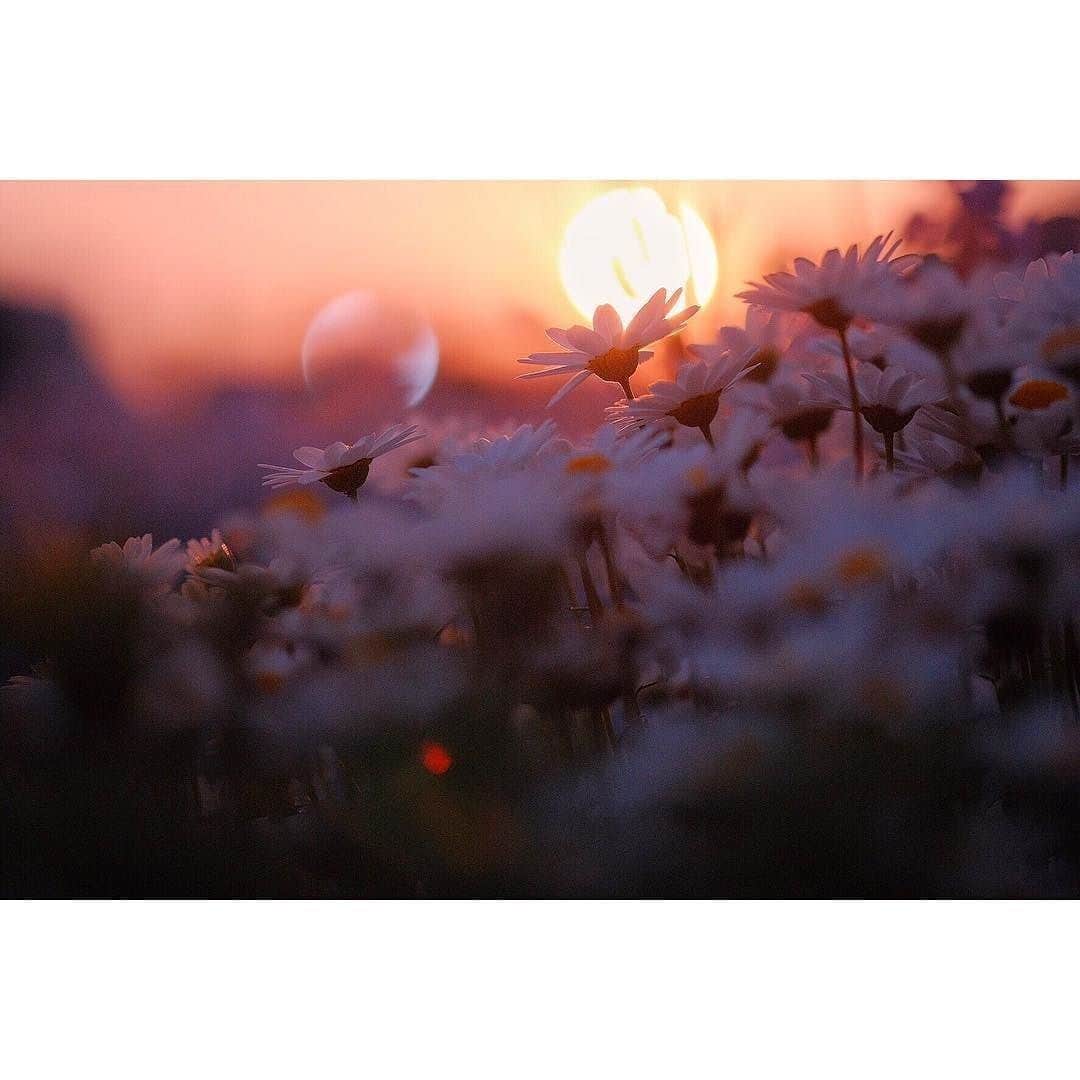 花の写真館のインスタグラム：「Photo by @emiee.oki. https://instagram.com/emiee.oki/ . Original Post[投稿頂いたURL] https://www.instagram.com/p/BdWfxOonvHn/ . 本アカウントは、 #私の花の写真 をつけてInstagramに投稿された皆さまの花の写真や、「花の写真館」Facebookページで投稿された花の写真を紹介します。 「花の写真館」Facebookページは、「 @floral.photograph 」のプロフィールにあるURLからご覧ください。 . #花の写真館 #floralphotograph #floralphoto #flower #flowers #富士フイルム #FUJIFILM Follow: @floral.photograph」