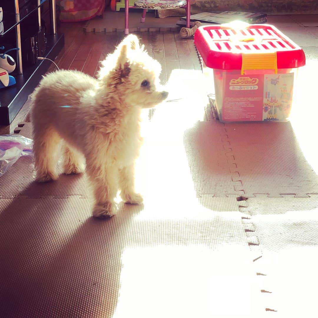 犬山紙子さんのインスタグラム写真 - (犬山紙子Instagram)「姉の犬ひらめ #チワプーひらめ」1月7日 11時32分 - inuyamakamiko