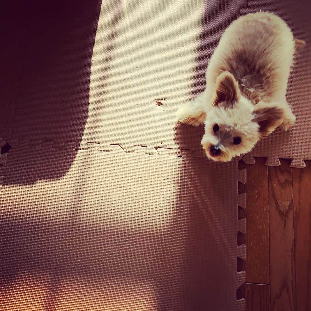 犬山紙子さんのインスタグラム写真 - (犬山紙子Instagram)「姉の犬ひらめ #チワプーひらめ」1月7日 11時32分 - inuyamakamiko