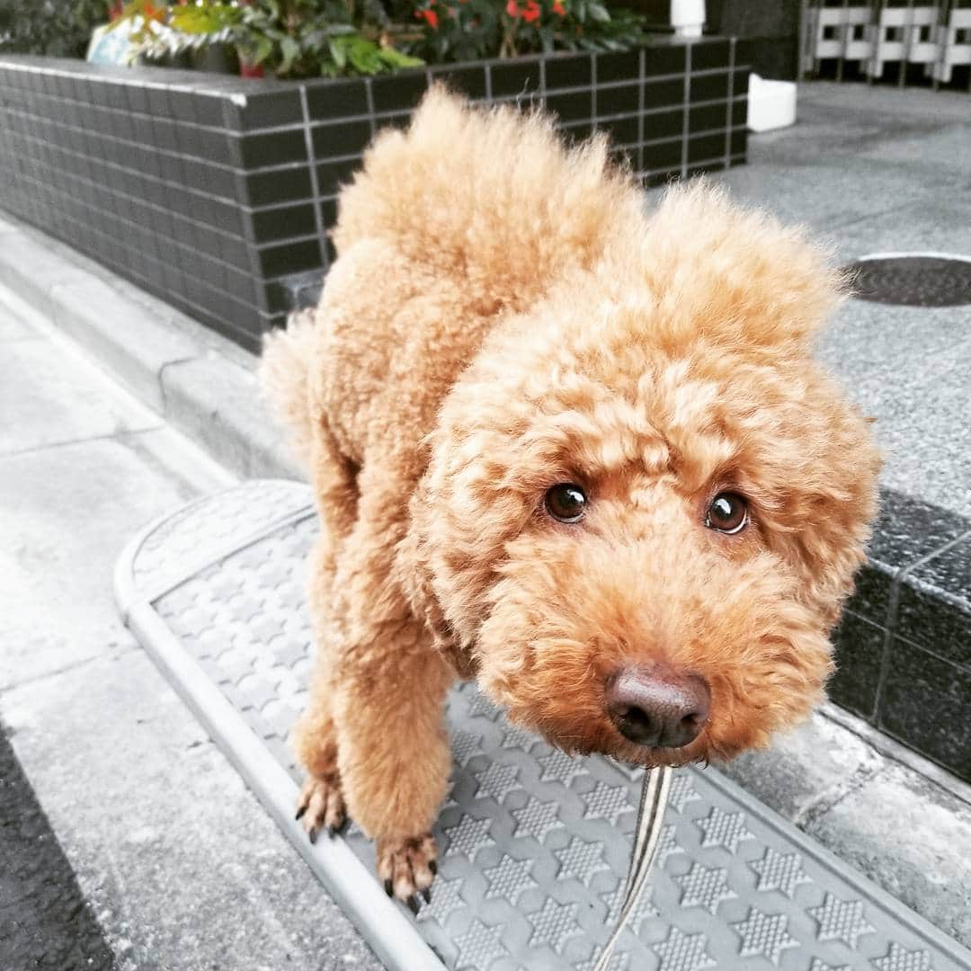 緑川創さんのインスタグラム写真 - (緑川創Instagram)「昨日の小鉄。 うんこ中に撮っちゃった☆  可愛すぎてたまらない(*^^*) もぉー可愛いんだから！！ うんちingコテオ。 #コテスタグラム  #プードル #トイプードル  #犬」1月7日 12時12分 - tsukuru5102