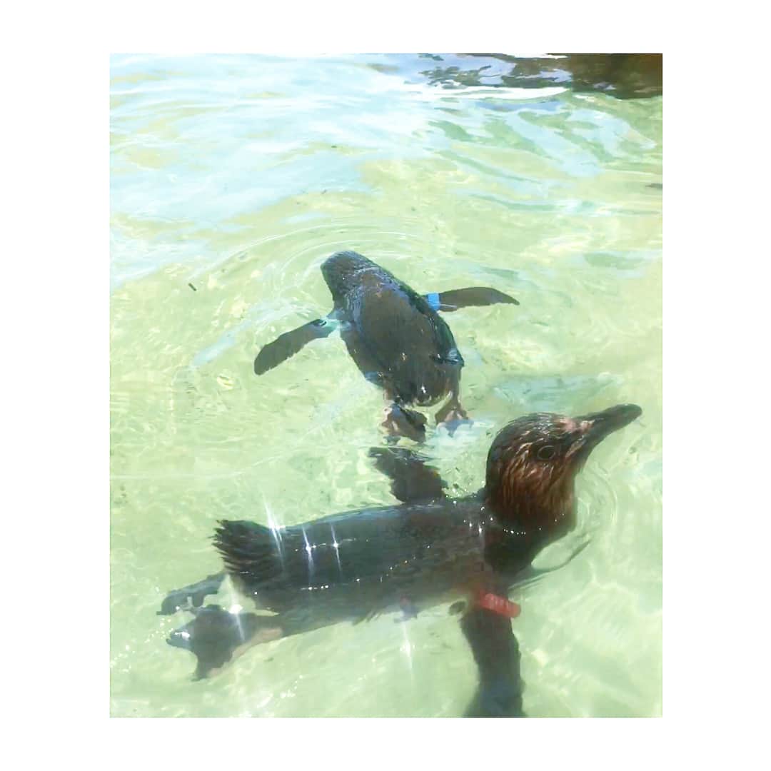 山崎みどりさんのインスタグラム写真 - (山崎みどりInstagram)「#リトルペンギン #🐧 体長30cmくらいの小さなペンギンがすいすい泳いでて可愛かった😍 スワイプして動画見てみてね👍🏻 ちなみに、これでも大人。 @seaworldaus  #goldcoast #😍 #😆 #trip #goldcoasttoday #水族館  #instagood #photooftheday #picoftheday #tripdiary  #surfersparadisebeach #観光スポット #テーマパーク #オーストラリア #🇦🇺 #summer #オーストラリア旅行 #littlepenguin」1月7日 18時20分 - midori_yamasaki_