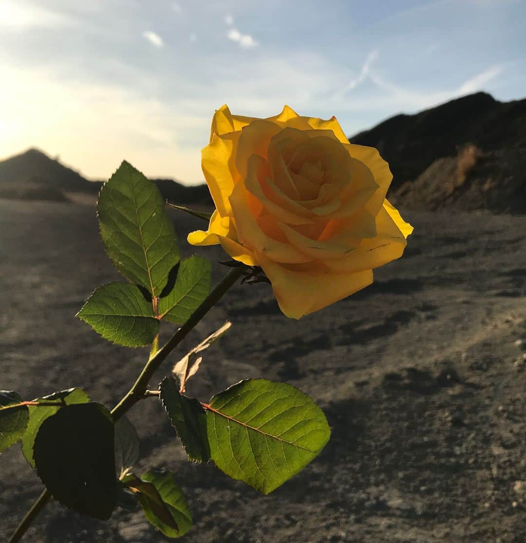 須田アンナさんのインスタグラム写真 - (須田アンナInstagram)「. #Nofilter #Yellowrose #iphonephoto #languageofflower  #friendship #beauty #iloveyou #花言葉 #友情 #美 #あなたを愛す 🌹💛🌹💛」1月7日 19時56分 - annastagram.official