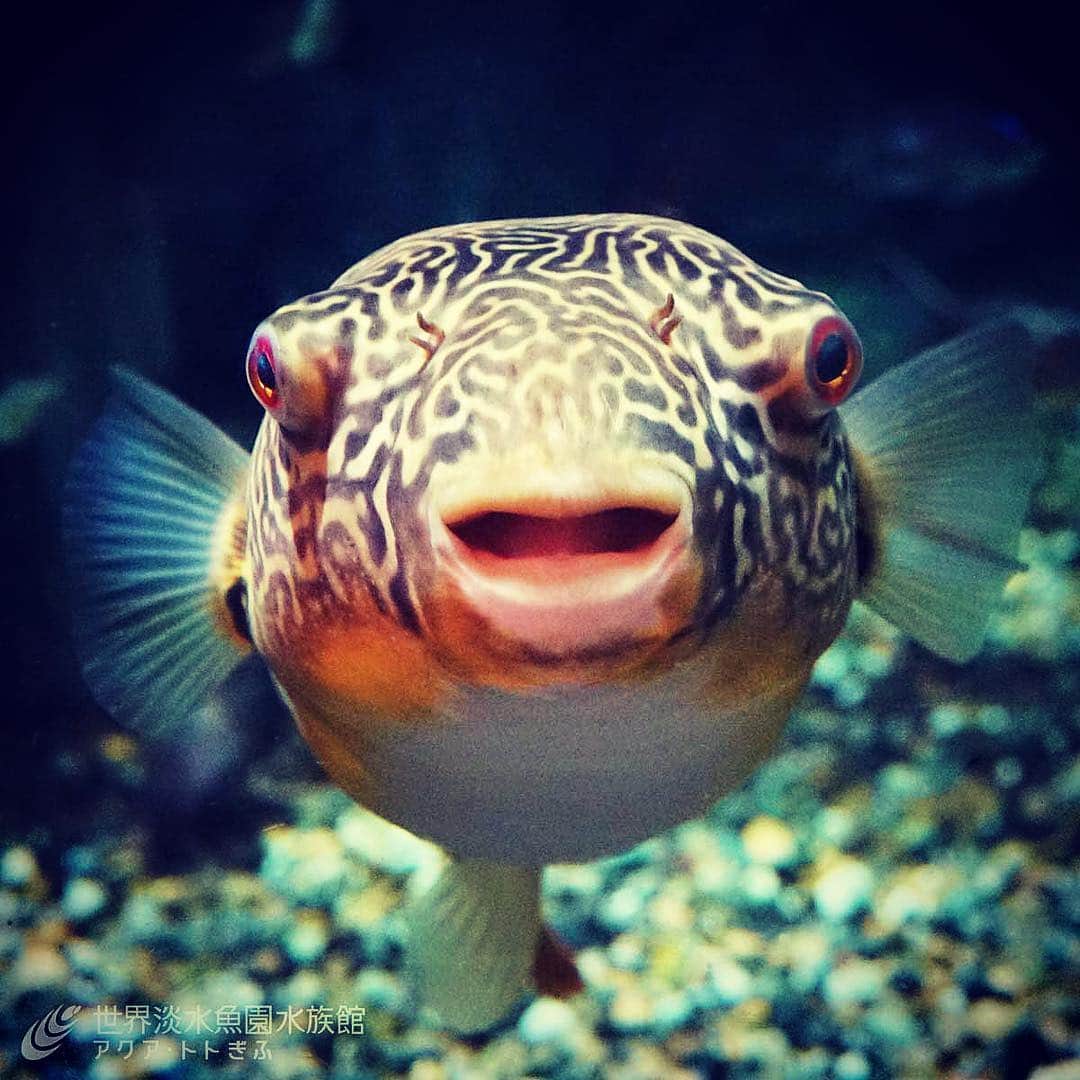 世界淡水魚園水族館 アクア・トト ぎふのインスタグラム