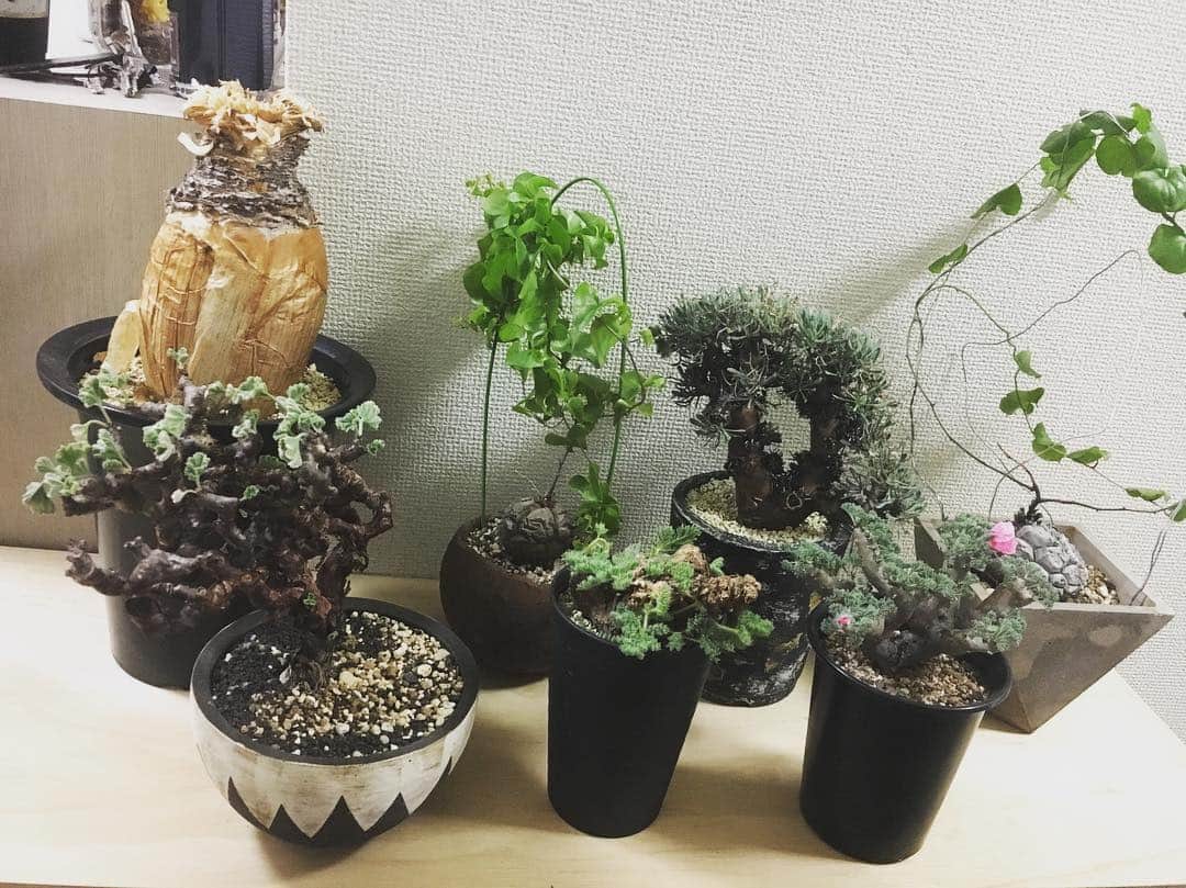 のインスタグラム：「今日から夜がかなり寒くなる ので、冬型を一旦避難！  今年は冬型の調子が心配になる。。 ハエマンは死んだのか？？ いや、ただのストレスで機嫌が悪いだけと信じてる。  早く会いたいペアルソニー！  #caudex #塊根植物 #ブーファン #ハエマンソイデス #ミラビレ #ムルチフィズム #亀甲竜 #トリステ #ユーフォルビオイデス  #家寒すぎる #やっぱり #ハエマンは #死んどるのか？」