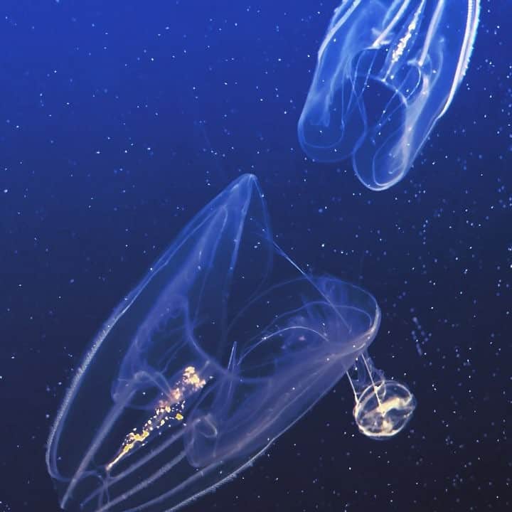 ブリット・マーリングのインスタグラム：「deep sea constellations of jellies // shot this yesterday at the aquarium 🌊」
