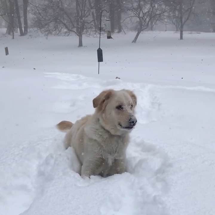 のインスタグラム：「Also, shout-out to all the doggies who were 100% in favor of the snow-bomb-cold-storm-blizzard-cyclone-weather-Armageddon event - unaware of the havoc it wreaked in their humans’ lives. Speaking of humans, thanks to my parents for documenting Moxie’s frolicking while I frolicked in LA. 🐾」