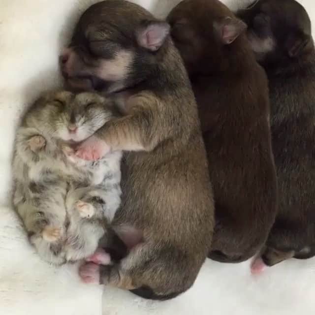 のインスタグラム：「How cute!!! 😍❤️😍❤️😻❤️😍❤️😍❤️🙈Tag your friends and family!!!」