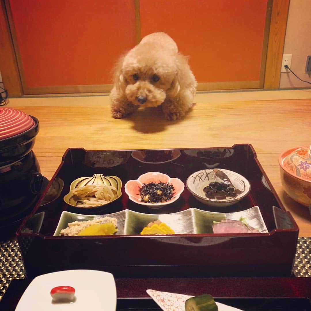 岩尾望さんのインスタグラム写真 - (岩尾望Instagram)「旅館のご飯が気になるつくし。」1月10日 20時15分 - iwaotsukushi