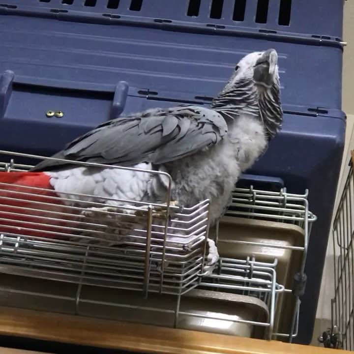 内田美奈子のインスタグラム：「時報デュエット  #africangrayparrot #parrot #ヨウム」