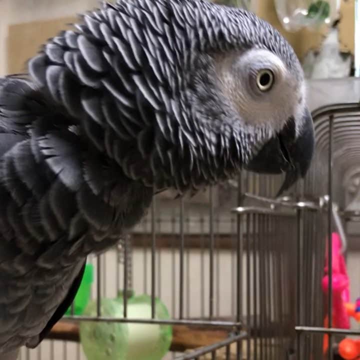 内田美奈子のインスタグラム：「はいいろいんこけんあちょー  #africangrayparrot #parrot #ヨウム」
