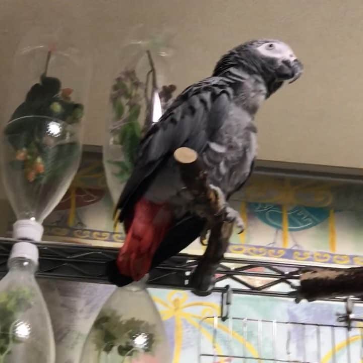 内田美奈子のインスタグラム：「ヘタクソな歌を歌うじゃん兄さん2018  #africangrayparrot #parrot #ヨウム」