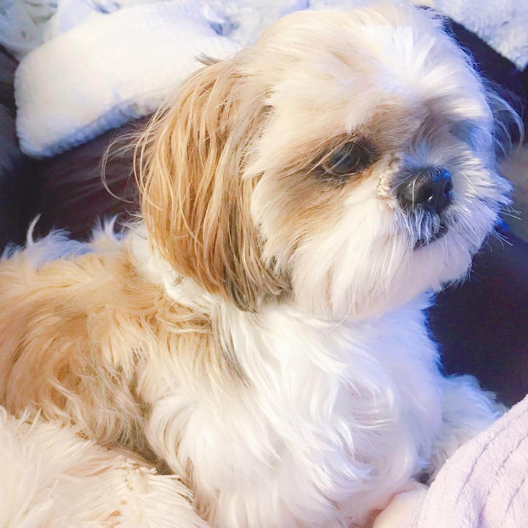 Buttersさんのインスタグラム写真 - (ButtersInstagram)「I know mommy is going to come through that door any minute now..... any minute.... you’ll see. 🕰🕰🕰 any minute.... 😂」1月11日 20時35分 - hello_butters