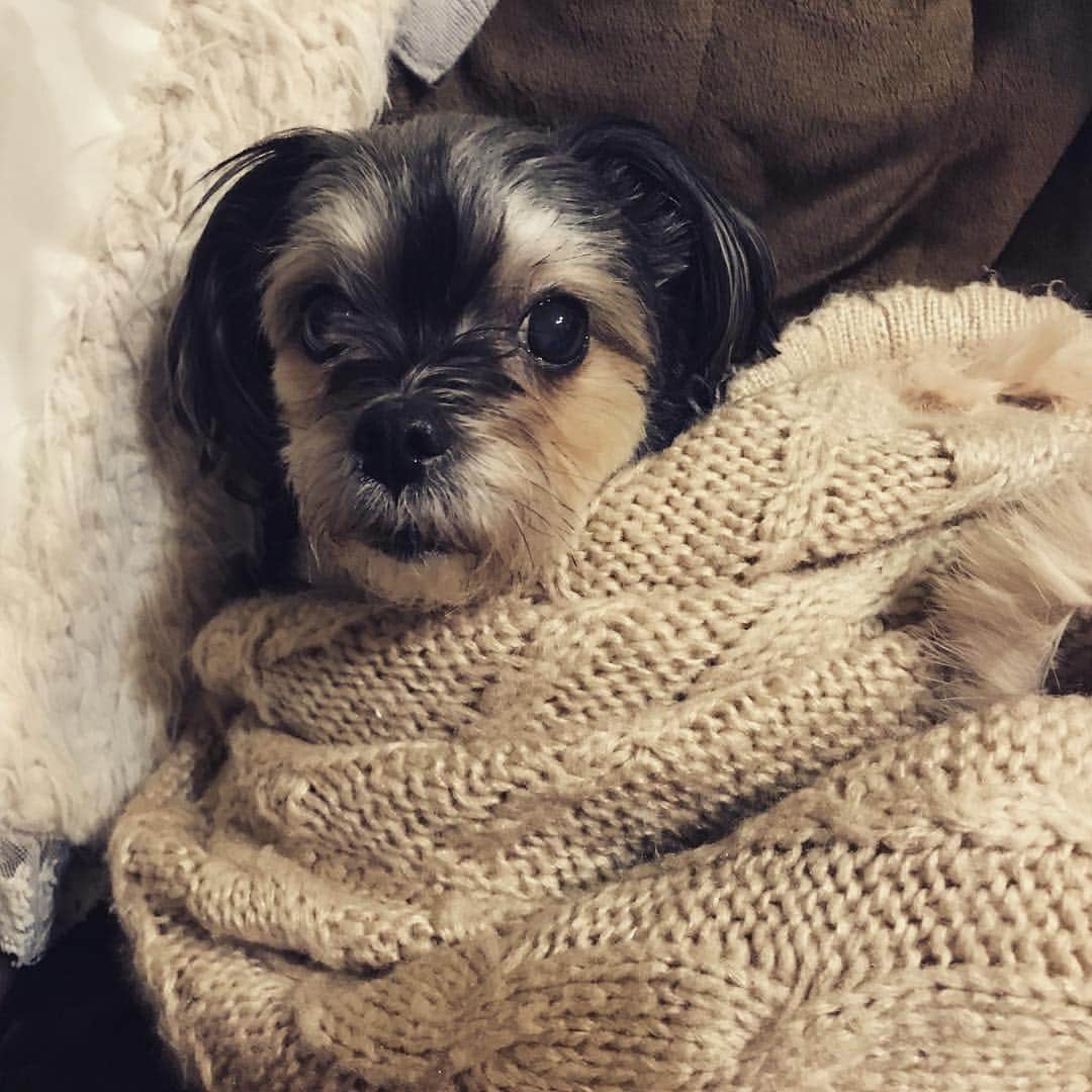 睦のインスタグラム：「出発する前に毛布にくるまって暖かそうにして、こっちをじっと見つめてくるこやつが可愛すぎて、、、愛くるしすぎるぞ、チェキ！！！ #愛犬 #くそかわいい #名古屋到着 #今年初ライブ #かましますよ」