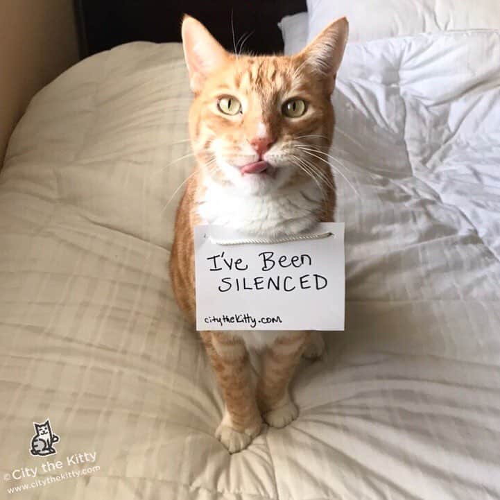 City the Kittyさんのインスタグラム写真 - (City the KittyInstagram)「I’ve been silenced. 😿  Just because I’m trying to protect kitties from having their toe bones and claws amputated. 😾  Please go to my website, www.citythekitty.com and sign up on my mailing list.  I may need your help soon.🙏🏻 #voiceforthevoiceless #stopdeclawing #bandeclawing  #pawsneedclaws #freedom of #speech #TakeTheHighRoad (You can go to the "About City" section on my website, then click on "Contact City the Kitty" and then you will see the sign up form at the bottom)  #IStandWithCityTheKitty  #Day 71」2月10日 1時06分 - citythekitty