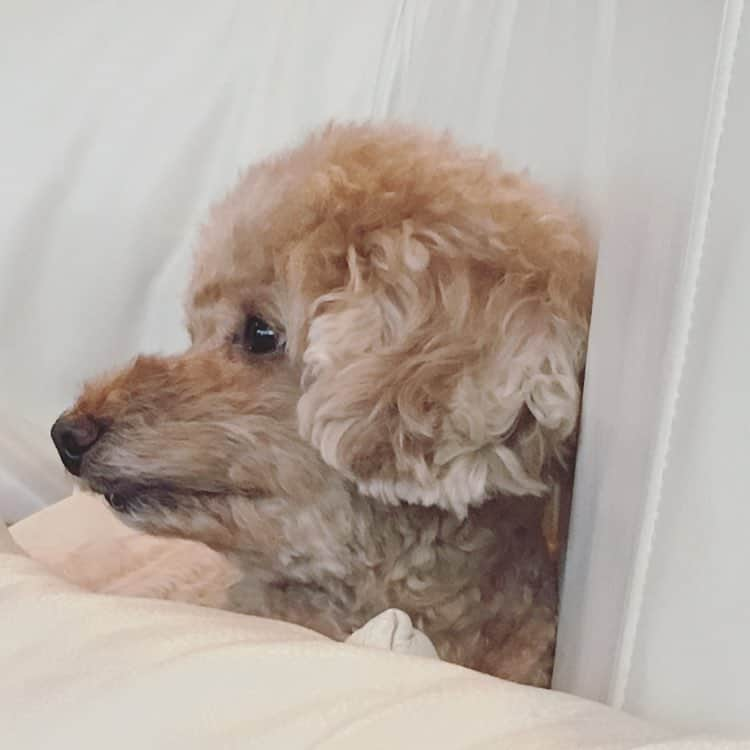 平山あやさんのインスタグラム写真 - (平山あやInstagram)「凛々しい🐶  #愛犬#トイプードル#toypoodle  #マメコロちゃんと言います #dog#動物は家族」2月9日 19時32分 - aya_hirayama