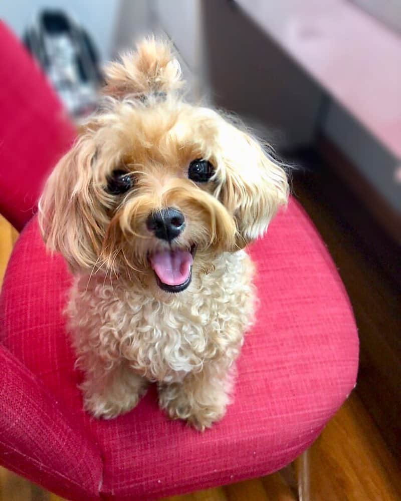 Ⓜ️їк◎ みこ 미코 ? Dogsのインスタグラム：「Happy FriYAY 🤪 Mama said I look so fat and messy until a coconut tree 🌴 has grown on my head 🤯  Is that true? 🤔🧐🤨 . 😂😂😂 📆〔9Feb2018〕 #maltipoosofinstagram #dogs #maltipoo #maltese #toypoodle #ワンコ #わんこ #犬 #いぬ #トイプードル #dogsoftheday #poodlesofficial #poodle #puppylove #petfancy#furball #sgpet #poodleclub #poodleclubsg #furbabies #furballs #fluffypack #puppiesforall #pawsomepoodles #singaporedogs #개 #푸들」