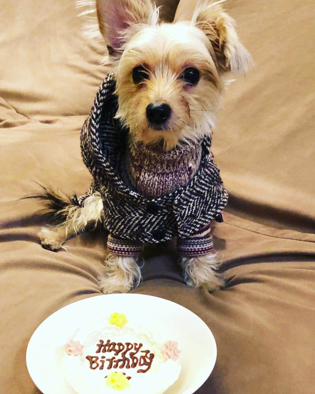 のインスタグラム：「パパからの誕生日プレゼントは、ツイードのコートと、メリノウールのニットでした✨ #birthdaypresent #tweed #merinowool #threeyears #birthday #happybirthday #birthdaycake #dogcakes #dogmodel #editorialphotography #dog #dogsofinstagram #yorkiesofinstagram #dachshund #doggy #doggie #insta_dogs #instapups #willywonka #followme #ヨーキー #ダックスフント #ダックスフンド #ヨークシャテリア #ハーフ犬 #ミックス犬 #ミックス犬同好会」