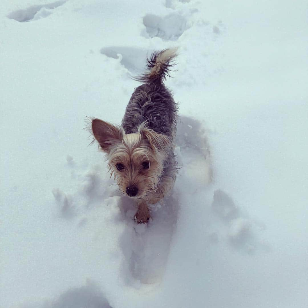 Willy Wonkaさんのインスタグラム写真 - (Willy WonkaInstagram)「#雪景色 #初雪 #雪遊び  #snowdog #doginsnow #wintermemories #dogmodel #editorialphotography #dog #dogsofinstagram #yorkiesofinstagram #dachshund #doggy #doggie #insta_dogs #instapups #willywonka #followme #ヨーキー #ダックスフント #ダックスフンド #ヨークシャテリア #ハーフ犬 #ミックス犬 #ミックス犬同好会」2月5日 22時53分 - okushibu_dogs