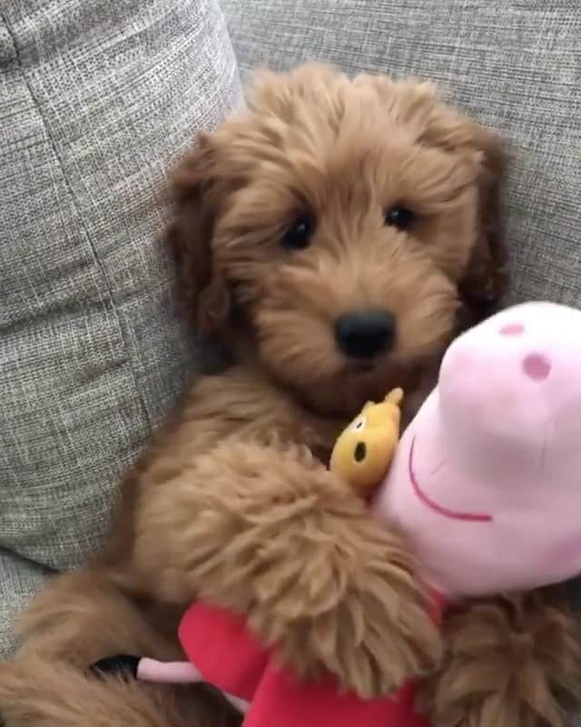 Animalsのインスタグラム：「Aww😍 By @nymeria_theminidoodle」