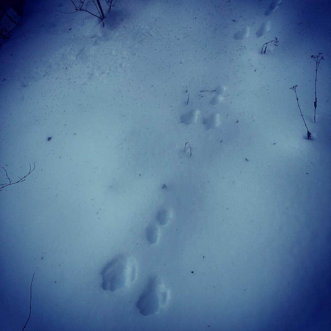 ピエール瀧さんのインスタグラム写真 - (ピエール瀧Instagram)「雪山にて。建物の周囲をウロついたと思われる謎の動物の足跡を発見！コイツ何⁈」2月6日 17時15分 - pierre_taki