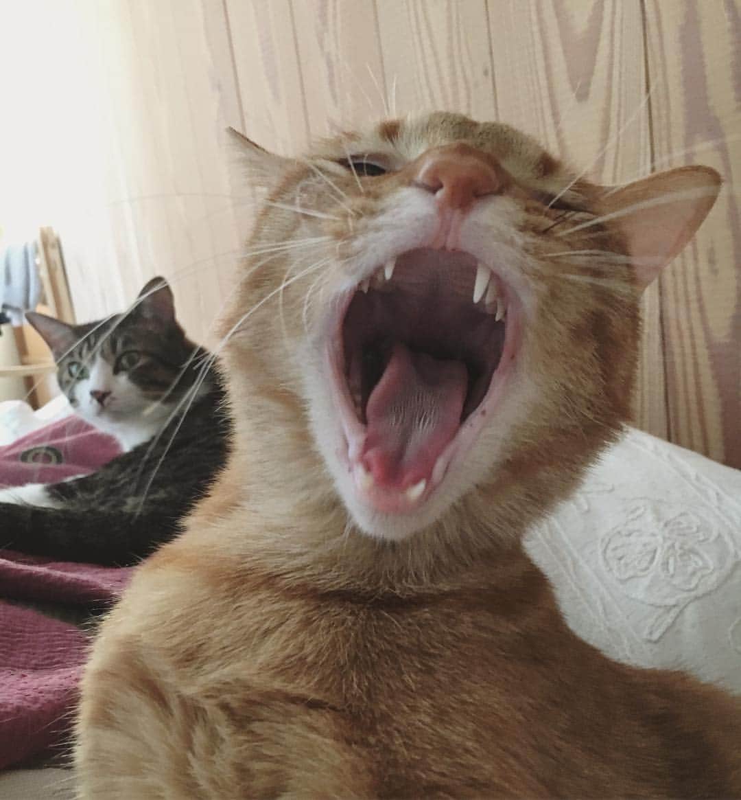 のインスタグラム：「おおきなおくち大会が かいさいされた。 むしばのないこ そして おおきなおくちのこが ちゃんぴおんです。 このたいかいだけは ぼくは ゆずれない。 くりーむぱんのはしっこが もらえるからです。  #ハニオ日記」