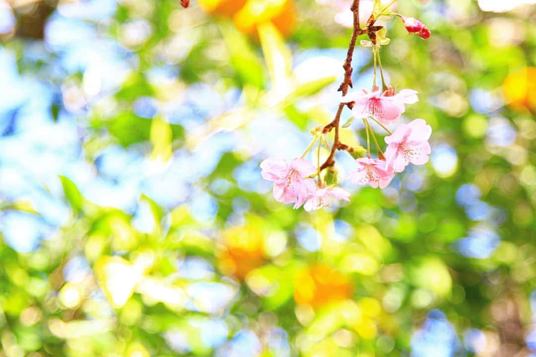 葉山町さんのインスタグラム写真 - (葉山町Instagram)「- 春の訪れ、だったらいいな  #葉山歩き #葉山 #hayama #葉山しおさい公園 #しおさい公園  #河津桜 #さくら #夏みかん #花 #flower #sakura #orange #instagood  #春 めいてるけどめっちゃ #冬 #いつ暖かくなるんだろう 毎朝思う #布団から出たくない  #今日もおつかれさまでした」2月6日 18時14分 - hayama_official