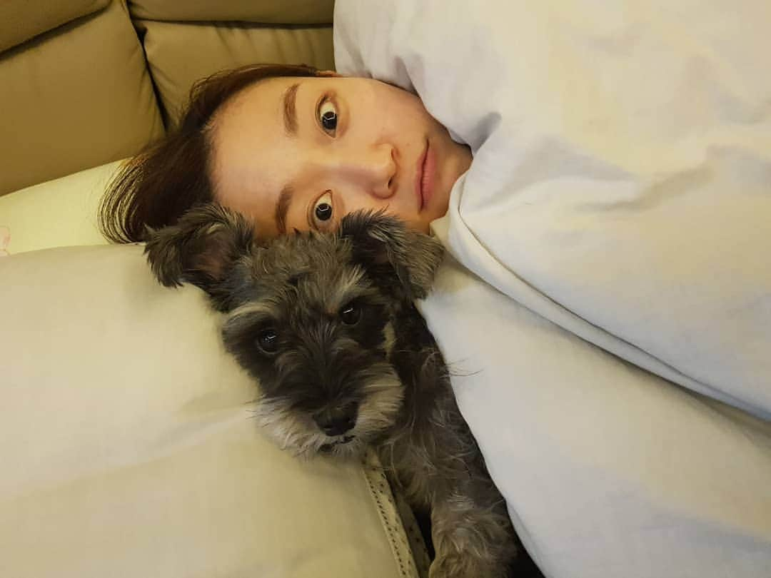 Kim Seul-gieさんのインスタグラム写真 - (Kim Seul-gieInstagram)「#슈나우저 #🐶 내 베개 내놔라」2月7日 16時56分 - s911010