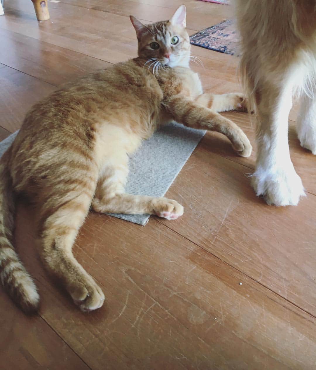 のインスタグラム：「すべりどめまっとが いちまいだけ おちていたので ぼくはその上に寝ています。 さっきぼくは たびちゃんに 噛まれました。 くびねっこにとびかかって すごく強く、かんだんです。  あそびのつもりでしょうが とてもいたかったので、 やーん、と鳴きましたら やめてくれました。 たびちゃんは すこし野生が強いです。 直してもらいたいです。 #ハニオ日記」