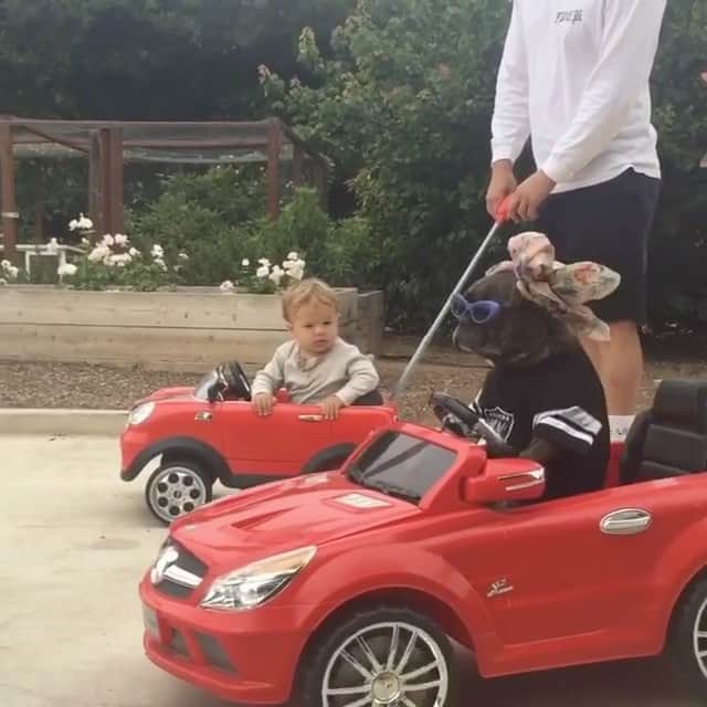 Animalsのインスタグラム：「OMG 😂🚗💨 By @napkinapocalypse . Follow @animals.universal」