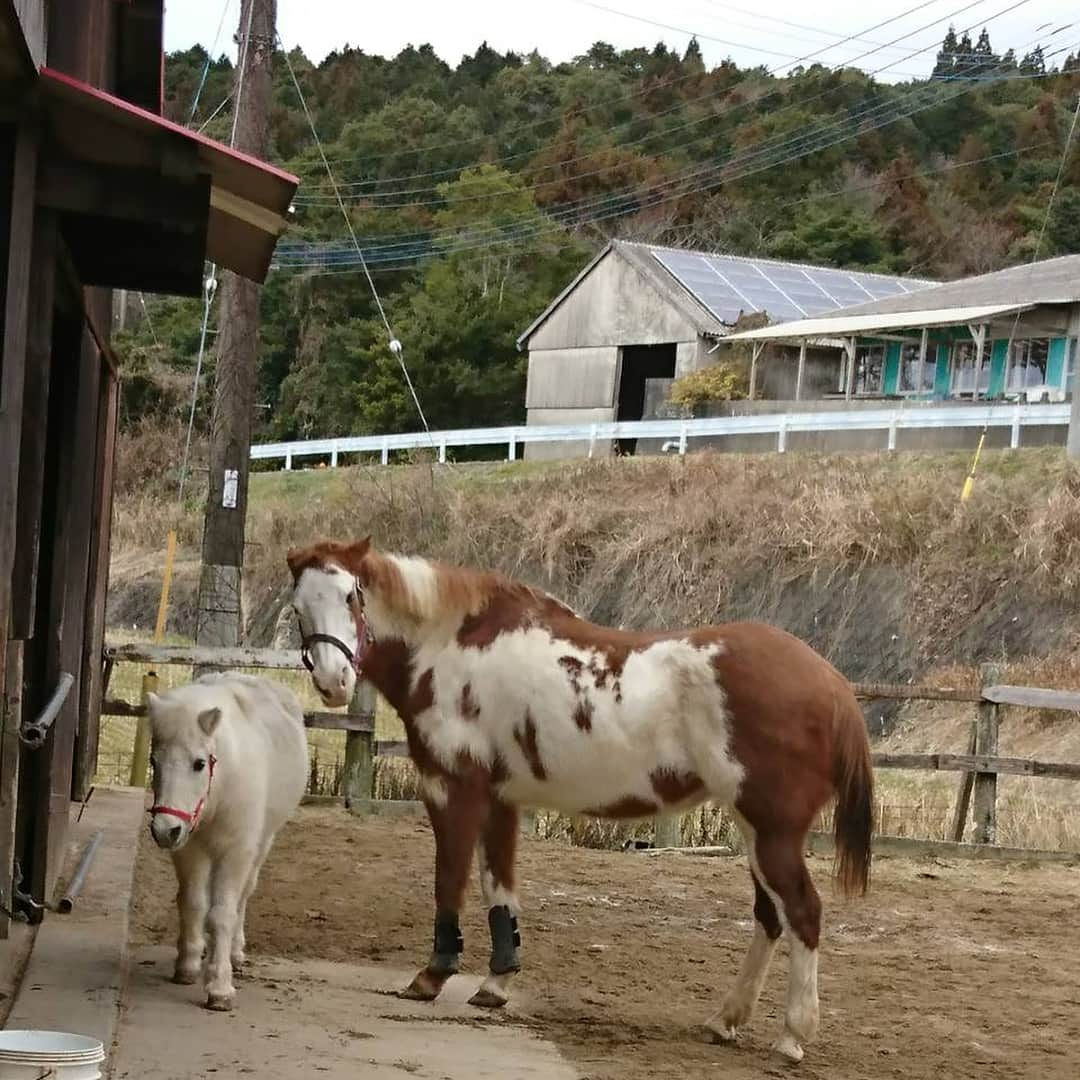 早霧せいなさんのインスタグラム写真 - (早霧せいなInstagram)「パッカパッカ🐴 おっとりで優しい お馬のミネコさんに乗りました。  #乗馬 #何年ぶりだろー #おそらく10年以上ぶり」2月7日 14時39分 - seinasagiri_official