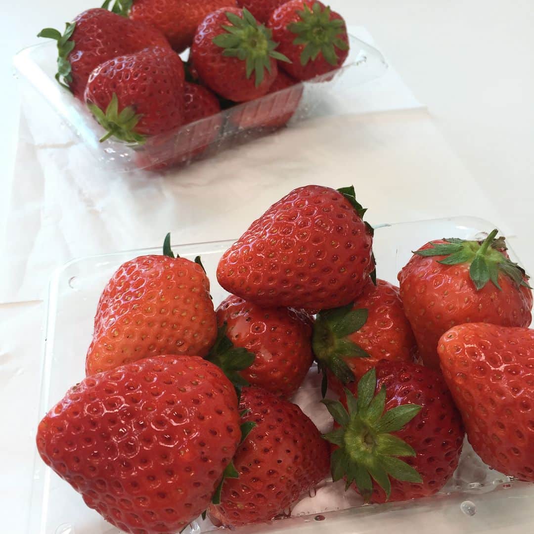 倉野麻里さんのインスタグラム写真 - (倉野麻里Instagram)「すみちゃんのお知り合いの方から、立派な苺を頂きました。大きくて甘くてほんのり酸っぱくて美味しかったー！ #strawberry #午後のひととき #いちごを前にみんなニコニコ」2月7日 16時24分 - marikurano