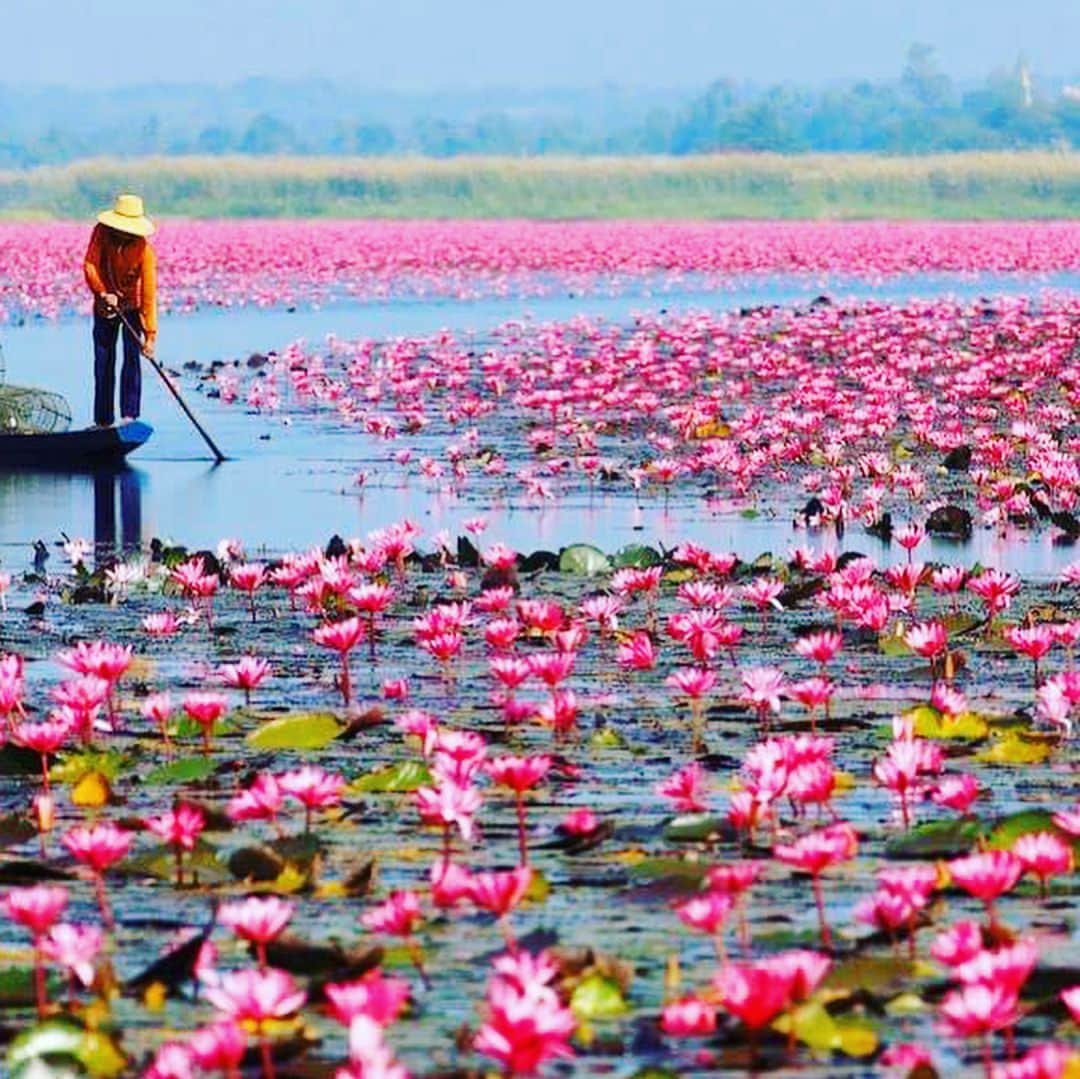 タイ国政府観光庁さんのインスタグラム写真 - (タイ国政府観光庁Instagram)「湖が紅い睡蓮で埋めつくされます♪﻿ ﻿ 東北部ウドーンターニー郊外にある湖「クンパワピー」は、インスタグラマー注目のスポット。﻿ ﻿ 広大な湖の水面が紅い睡蓮の花でいっぱいになる幻想的な光景は、まるで紅い海のようです🌸﻿ ﻿ #タイ #ウドンーターニー #ウドンタニ #クンパワピー #タレーブアデーン #イサーン #睡蓮 #絶景 #タイ旅行 #旅好きな人と繋がりたい #もっと知りタイ #タイを知りつくす #こんなタイ知らなかった #thailand #isan #udonthani #redlotussea #nonghan #kumphawapi #talaybuadaeng #redlotus #amazingthailand #thailandtravel #thailandtrip #thai #thaistagram #lovethailand #geinc_thailand」2月7日 19時06分 - amazingthailandjp