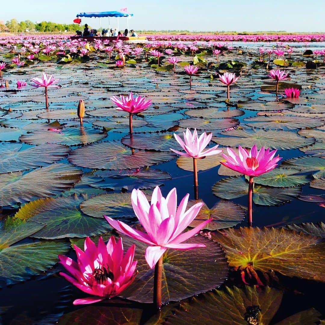 タイ国政府観光庁さんのインスタグラム写真 - (タイ国政府観光庁Instagram)「湖が紅い睡蓮で埋めつくされます♪﻿ ﻿ 東北部ウドーンターニー郊外にある湖「クンパワピー」は、インスタグラマー注目のスポット。﻿ ﻿ 広大な湖の水面が紅い睡蓮の花でいっぱいになる幻想的な光景は、まるで紅い海のようです🌸﻿ ﻿ #タイ #ウドンーターニー #ウドンタニ #クンパワピー #タレーブアデーン #イサーン #睡蓮 #絶景 #タイ旅行 #旅好きな人と繋がりたい #もっと知りタイ #タイを知りつくす #こんなタイ知らなかった #thailand #isan #udonthani #redlotussea #nonghan #kumphawapi #talaybuadaeng #redlotus #amazingthailand #thailandtravel #thailandtrip #thai #thaistagram #lovethailand #geinc_thailand」2月7日 19時06分 - amazingthailandjp