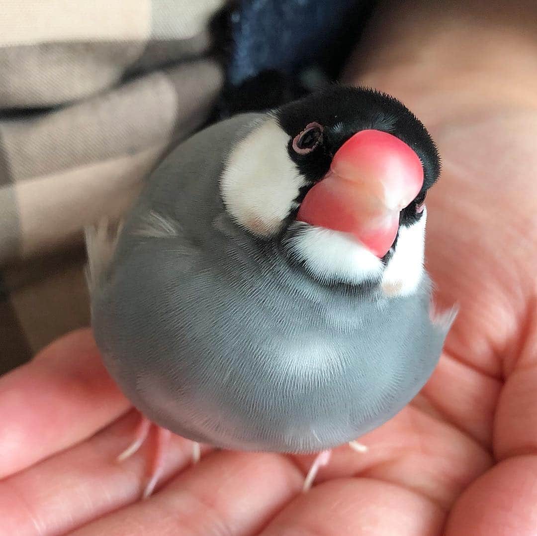 しあんのインスタグラム