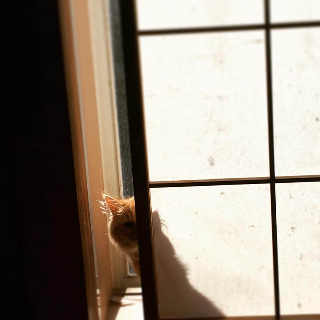 ばばかよのインスタグラム：「He is peeping through the Shoji paper sliding door. Light and shadow. #猫 #障子 #cat #shoji #peeping #shadow」