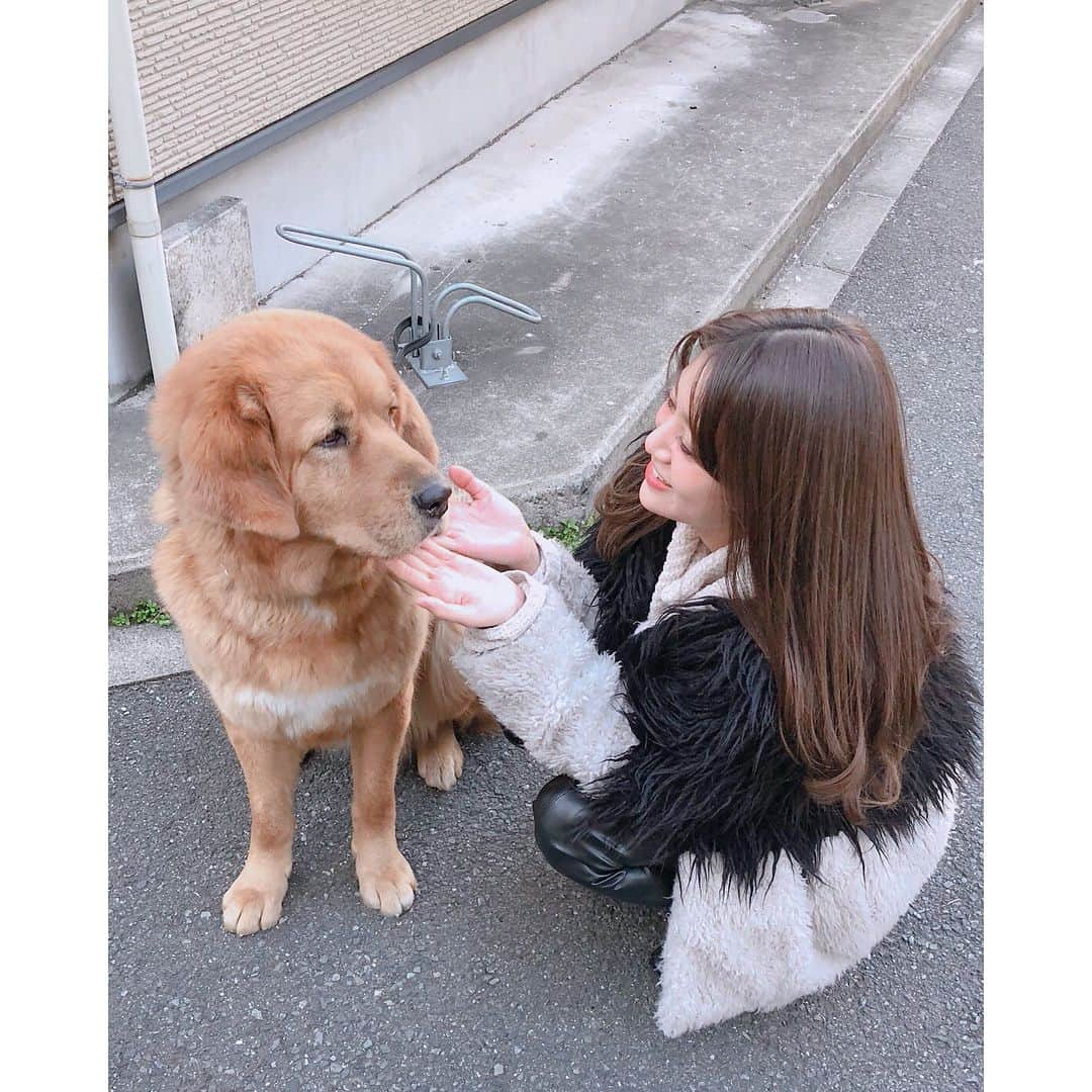 安斉奈緒美さんのインスタグラム写真 - (安斉奈緒美Instagram)「昨日道で会ったチベタンマスティフのはなちゃん😂❤️ 大きくて優しくてめちゃくちゃ良い子だったー😍  はああああ犬好きすぎる🐕  #チベタンマスティフ  #犬 #大型犬  #犬欲 #わんちゃん #インスタドッグ #犬好き #安斉奈緒美 #PASSPO #tibetanmastiff #dog #doglovers」2月8日 20時52分 - naomiyogachan