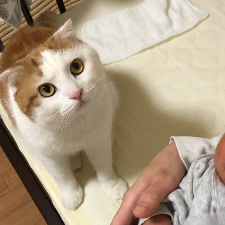 一休のインスタグラム：「2018.2.8 * Ikkyu and  baby🐱👶 * 弟の様子見に来たよ❤️ ちびっきゅん、ミルクで口周りカピカピ😂w 少し前の動画です😄 * #赤ちゃんと猫 #まん丸ねこ部 #いっきゅんとちびっきゅん #一休さんの動画 #cat#cats#scottishfold#animal#pet#cute#adorable#fluffy#instacat#catstagram#catsofinstagram#neko#kawaii#고양이#katze#chat#gatto#gato#猫#ねこ#ネコ#にゃんこ#スコティッシュフォールド#ねこ部#にゃんすたぐらむ#一休さんの日常」